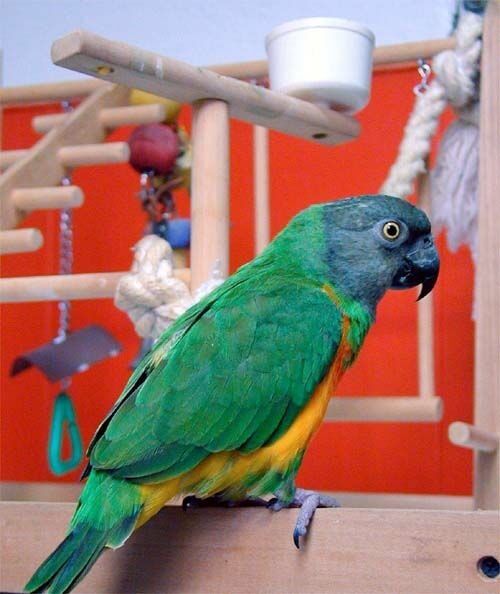 R.I.P. Rudy the Parrot