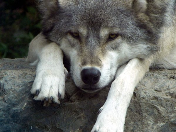 Michigan Republicans know what’s best regarding hunting wolves – advance bill to deny statewide vote