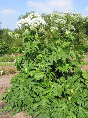 Michiganders: Be aware of toxic Giant Hogweed. It can cause disfigurement and blindness.
