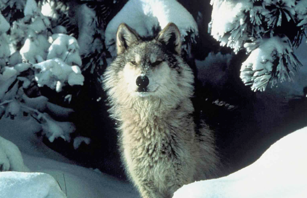 GUEST POST: Protecting Wolves by Throwing Them to the Wolves?
