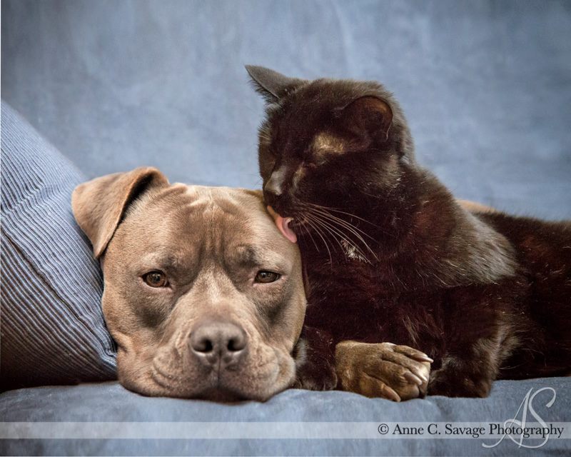 Last Day! 1st Quarter Eclectablog fundraiser – No blather, just dog and cat photos to thank you.