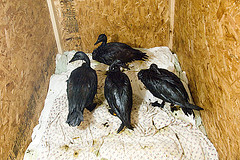 Oiled birds, Kalamazoo [Photo by U.S.Fish and Wildife Service Midwest|Flickr]