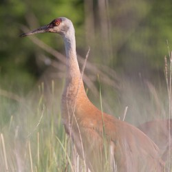 VIDEO: Sunday morning politics break – Red-Winged Blackbirds drive off Sandhill Cranes by working together
