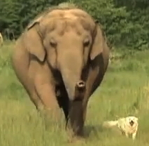 An elephant and a dog teach us world peace. Seriously.
