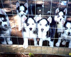 New Michigan Republican legislation will make the problem of cruel puppy mills WORSE