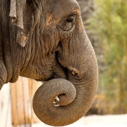 The case against repeating or retweeting Trump