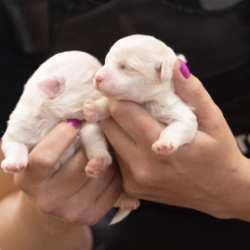 TAKE ACTION: Corporate pet stores behind effort to protect cruel “puppy mills” from regulation in Michigan